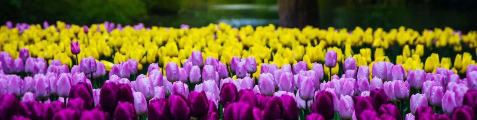 Atlas-Movers-verhuizen-naar-holland-1536×388