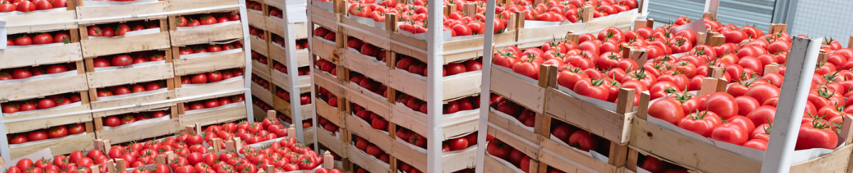 Wooden crates full of fresh red tomatoes stacked in a storage room, ready for distribution.